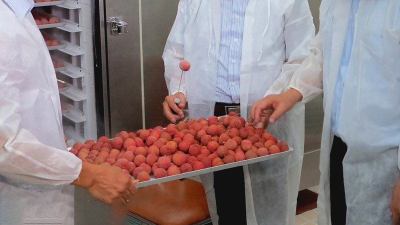 Cho vải lên khay để cấp đông