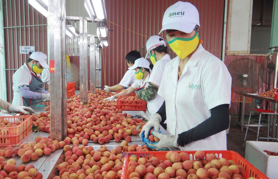 Sơ chế vải thiều trước khi cấp đông