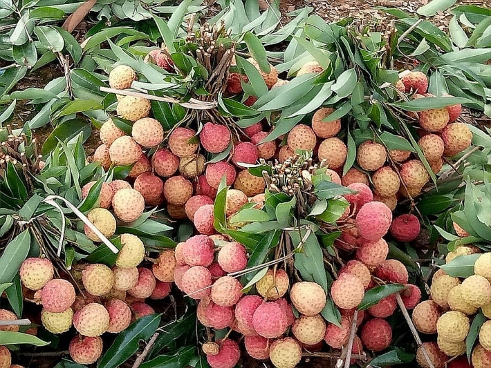Vải thiều trước khi cấp đông